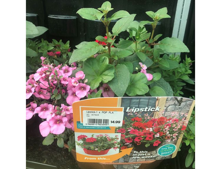 Hanging Basket/Container Pop Planter Lipstick - image 2