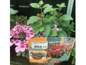 Hanging Basket/Container Pop Planter Lipstick - image 2