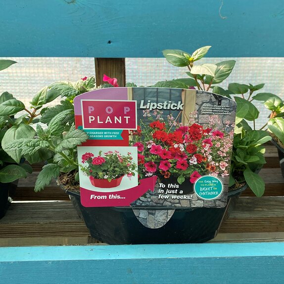 Hanging Basket/Container Pop Planter Lipstick - image 1