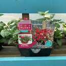 Hanging Basket/Container Pop Planter Lipstick