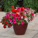 Hanging Basket/Container Pop Planter Lipstick - image 2