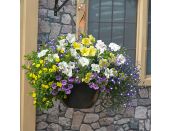 Hanging Basket/Container Pop Planter Nautical Chic