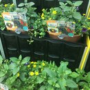 Hanging Basket/Container Pop Planter Primary Fun - image 1