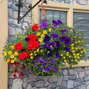 Hanging Basket/Container Pop Planter Primary Fun - image 2