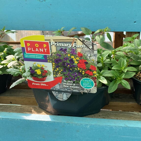 Hanging Basket/Container Pop Planter Primary Fun - image 1