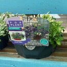 Hanging Basket/Container Pop Planter Sea Blues