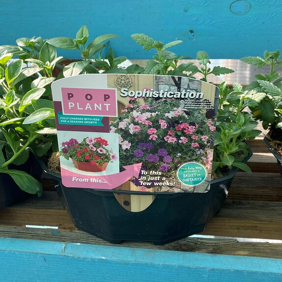 Hanging Basket/Container Pop Planter Sophistication - image 1
