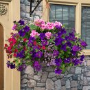Hanging Basket/Container Pop Planter Sophistication - image 2
