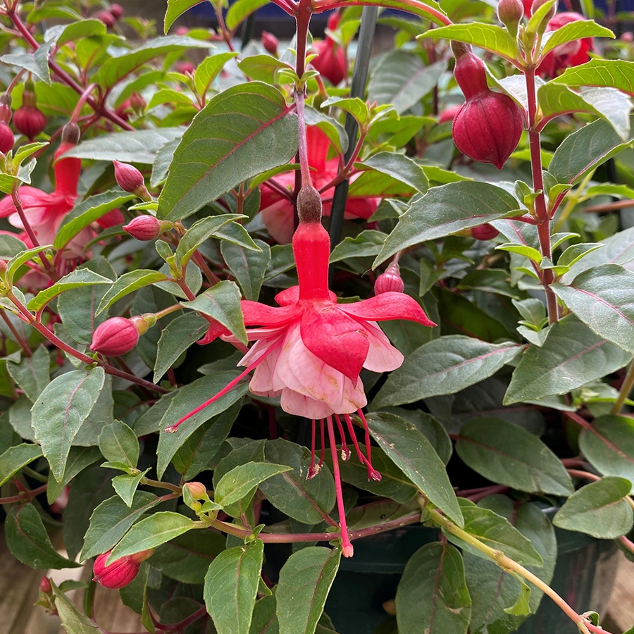 Hanging Basket Fuchsia Bella Laura - Knights Garden Centres