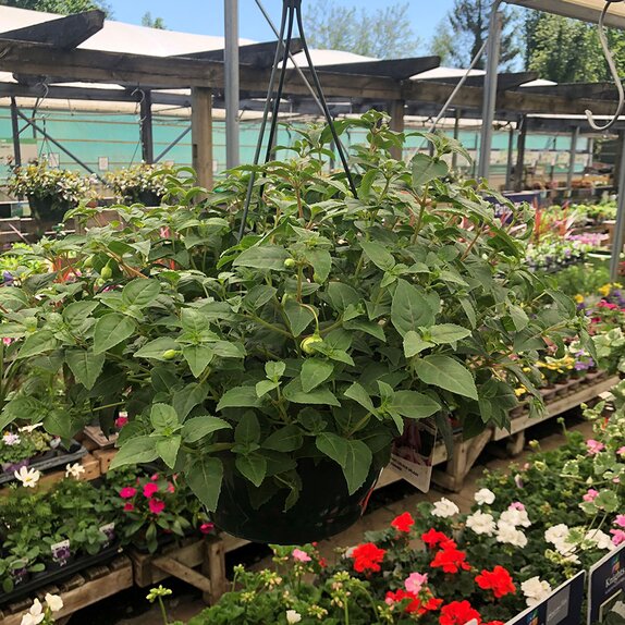 Hanging Basket Fuchsia Trailing Adrienne