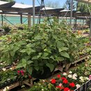 Hanging Basket Fuchsia Trailing Adrienne