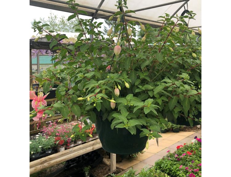 Hanging Basket Fuchsia Trailing Claudia - image 2