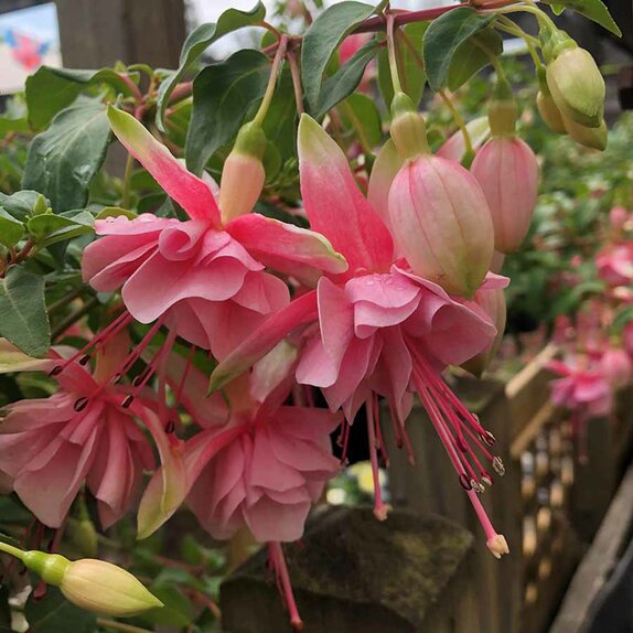 Hanging Basket Fuchsia Trailing Claudia - image 1