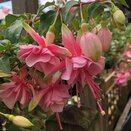 Hanging Basket Fuchsia Trailing Claudia - image 1