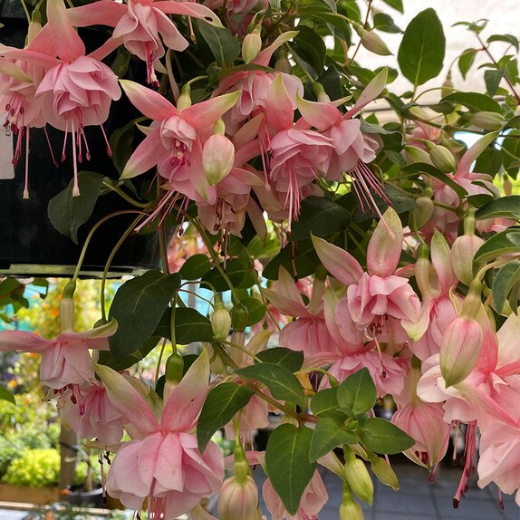 Hanging Basket Fuchsia Trailing Claudia - image 1
