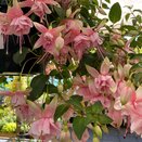 Hanging Basket Fuchsia Trailing Claudia - image 1
