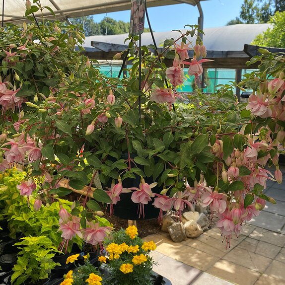 Hanging Basket Fuchsia Trailing Claudia - image 2