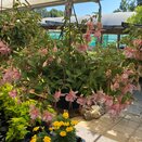 Hanging Basket Fuchsia Trailing Claudia - image 2