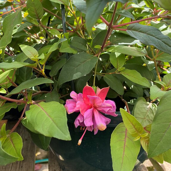 Hanging Basket Fuchsia Trailing Jean Taylor