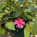 Hanging Basket Fuchsia Trailing Jean Taylor