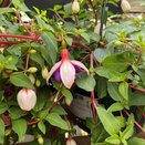 Hanging Basket Fuchsia Trailing La Campanella
