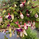 Hanging Basket Fuchsia Trailing La Campanella - image 1
