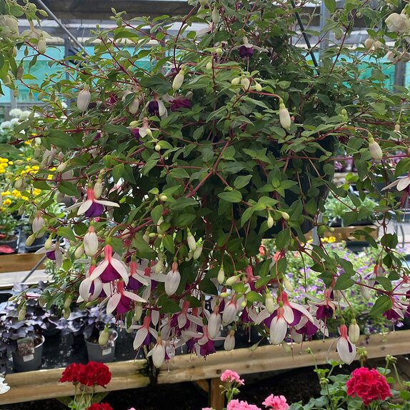 Hanging Basket Fuchsia Trailing La Campanella - image 2