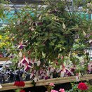 Hanging Basket Fuchsia Trailing La Campanella - image 2