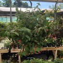 Hanging Basket Fuchsia Trailing Sir Matt Busby