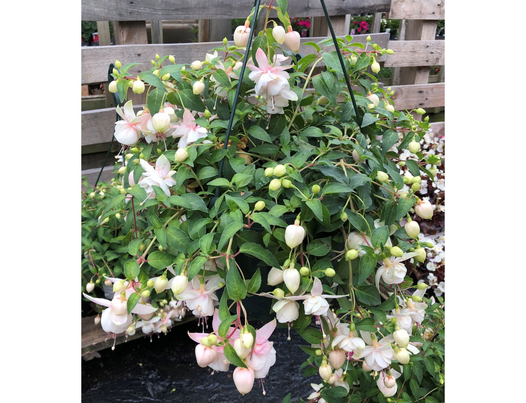 Hanging Basket Fuchsia Trailing Trudi Davro Knights Garden Centres