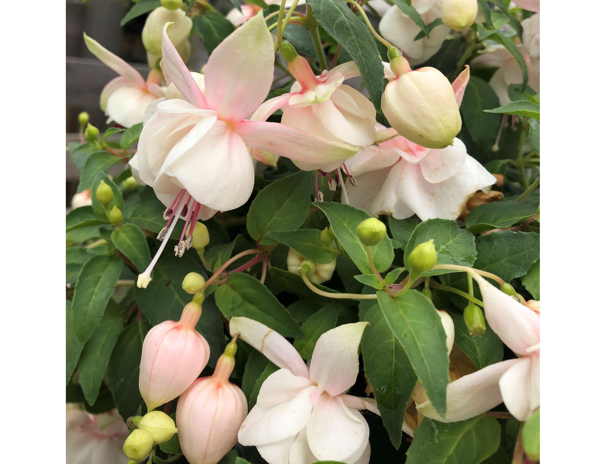 Hanging Basket Fuchsia Trailing Trudi Davro Knights Garden Centres