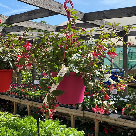 Hanging Basket Fuchsias