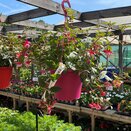 Hanging Basket Fuchsias