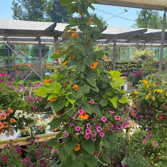 Hanging Basket Ipomea