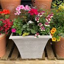 Hanging Basket or Container Summer Mix - image 1