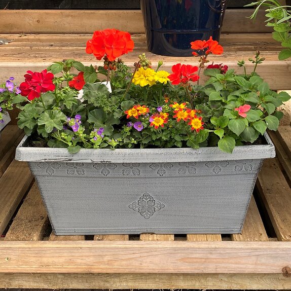 Hanging Basket or Container Summer Mix - image 4