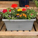 Hanging Basket or Container Summer Mix - image 4