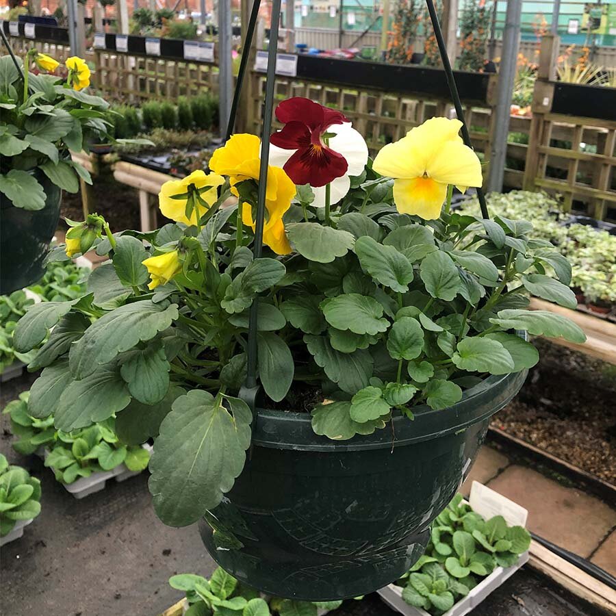 Hanging Basket Pansy All Colour Pansy Knights Garden Centres