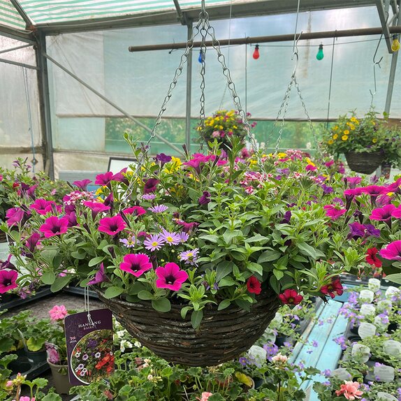 Hanging Basket Rattan 14" Summer Mix - image 1