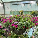 Hanging Basket Rattan 14" Summer Mix