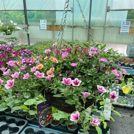 Hanging Basket Rattan 14" Summer Mix - image 2