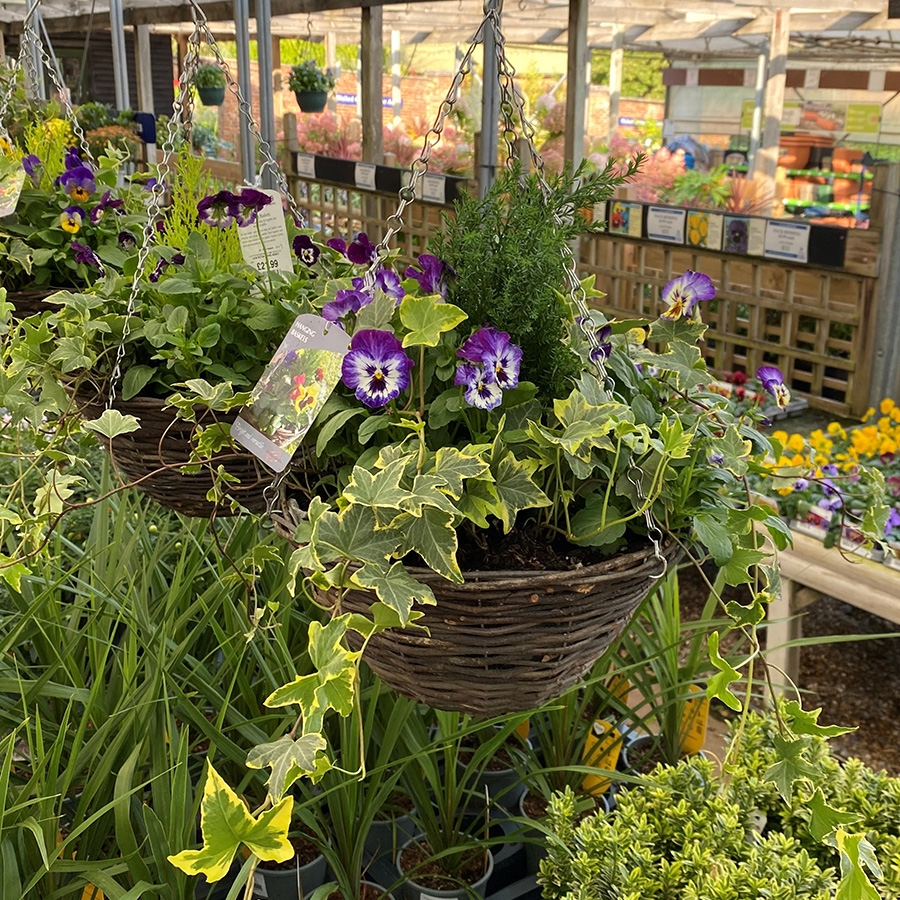 Hanging Basket Rattan Round Knights Garden Centres