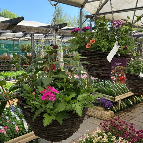 Hanging Basket Rattan Summer Mix