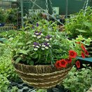 Hanging Basket round - image 1