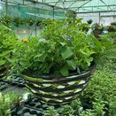 Hanging Basket round - image 2