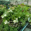Hanging Basket round - image 3
