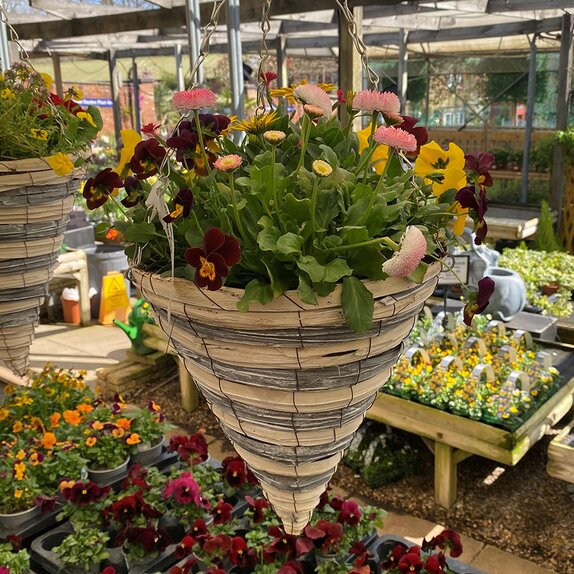 Hanging Basket Spring Mix 2 - image 3