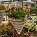 Hanging Basket Spring Mix 2 - image 3