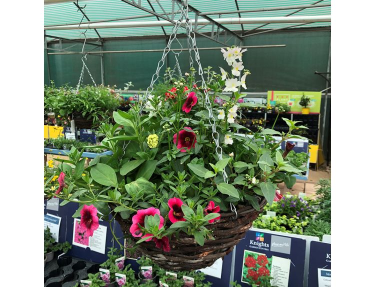 Hanging Basket Strawberries & Cream