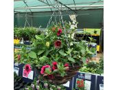 Hanging Basket Strawberries & Cream